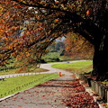 落ち葉の散歩道