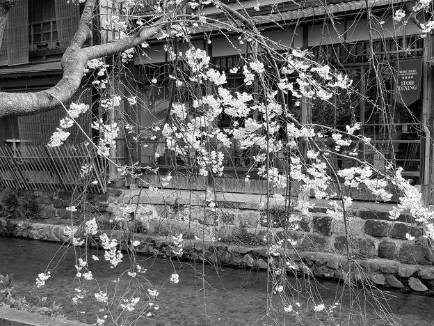 Spring of Gion