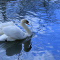 白鳥の湖（1）