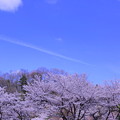 碧空と桜　健民公園