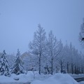 雪降る　メタセコイアの並木道