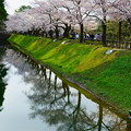 Photos: 金沢城   お堀の満開の桜