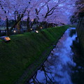 金沢城　お堀の桜　観桜期ライトアップ