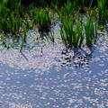 カキツバタの若葉　曲水に散る桜