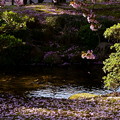 曲水と兼六園熊谷桜　散る桜と絨毯