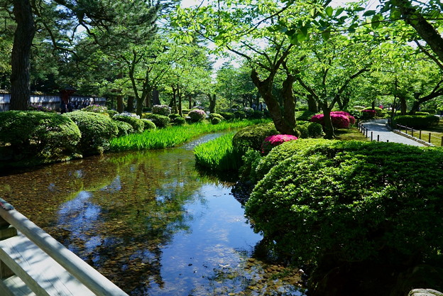 Photos: 新緑の兼六園　曲水と開花を待つカキツバタ