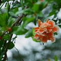 Photos: ザクロの花
