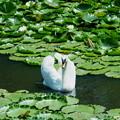 スイレン池の白鳥　コロちゃん