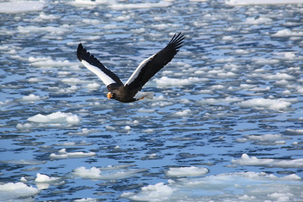 流氷の海を翔ぶ