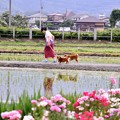 開成町の風景。。田んぼでの犬の散歩中 20180526