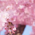 Photos: 桜の雲