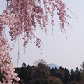 Photos: 枝垂れ桜と比叡山