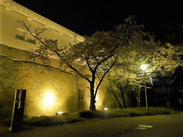 大阪城の夜桜