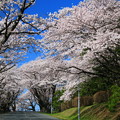 Photos: 904 日立研究所の桜並木