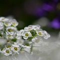 Photos: 甘い香りの白い花